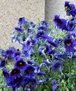 50 Organic Kew Blue Painted Tongue Seeds - Velvet Trumpet Flower - Salpiglossis Sinuata - Image 1