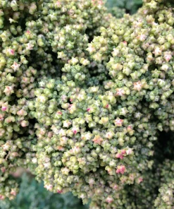 50 Organic Mint Vanilla Quinoa Seeds - Superfood Vegetable Grain - Image 2