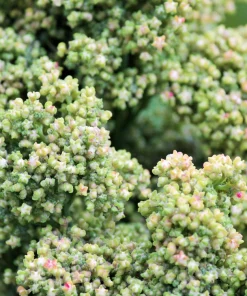 50 Organic Mint Vanilla Quinoa Seeds - Superfood Vegetable Grain - Image 3