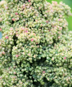 50 Organic Mint Vanilla Quinoa Seeds - Superfood Vegetable Grain - Image 4