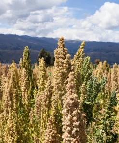 50 Organic Mint Vanilla Quinoa Seeds - Superfood Vegetable Grain - Image 6