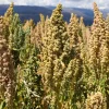 50 Organic Mint Vanilla Quinoa Seeds - Superfood Vegetable Grain - Image 1