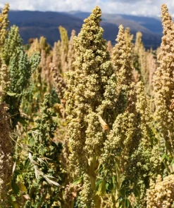 50 Organic Mint Vanilla Quinoa Seeds - Superfood Vegetable Grain - Image 1