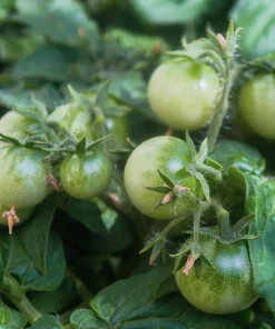 50 Organic Snow White Cherry Tomato Seeds - Heirloom Vegetable Seeds - Image 2