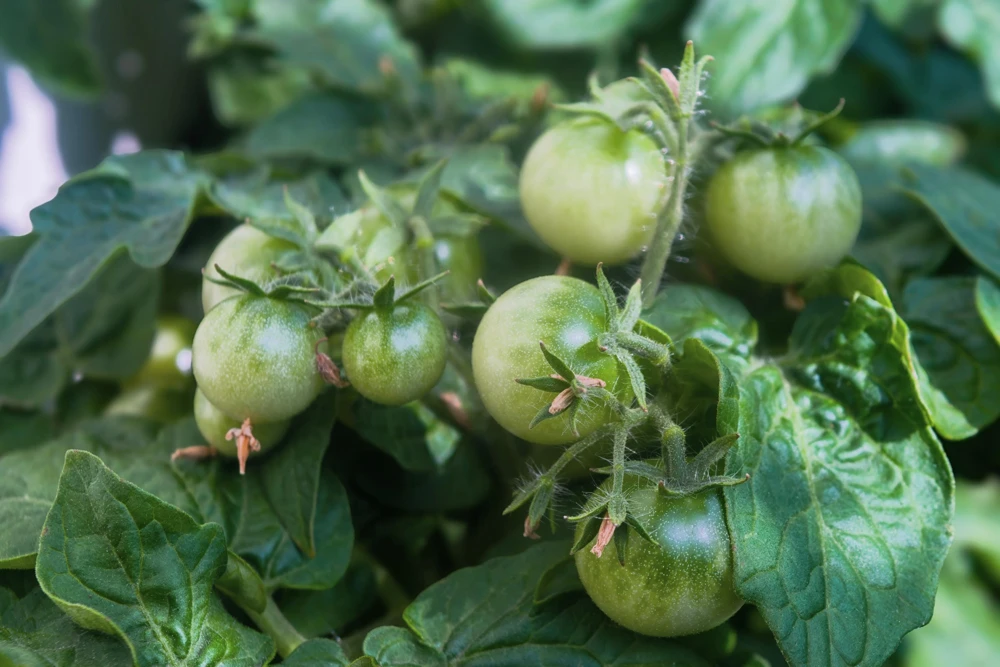 50 Organic Snow White Cherry Tomato Seeds - Heirloom Vegetable Seeds - Image 2