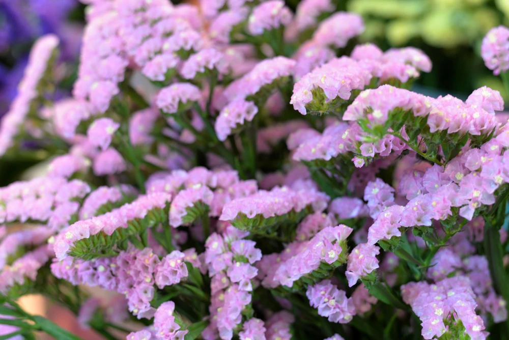 50 Pacific Mix Statice Seeds - Mixed Colors Sea Lavender Limonium Sinuatum - Image 10