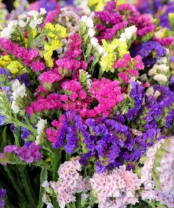 50 Pacific Mix Statice Seeds - Mixed Colors Sea Lavender Limonium Sinuatum - Image 6