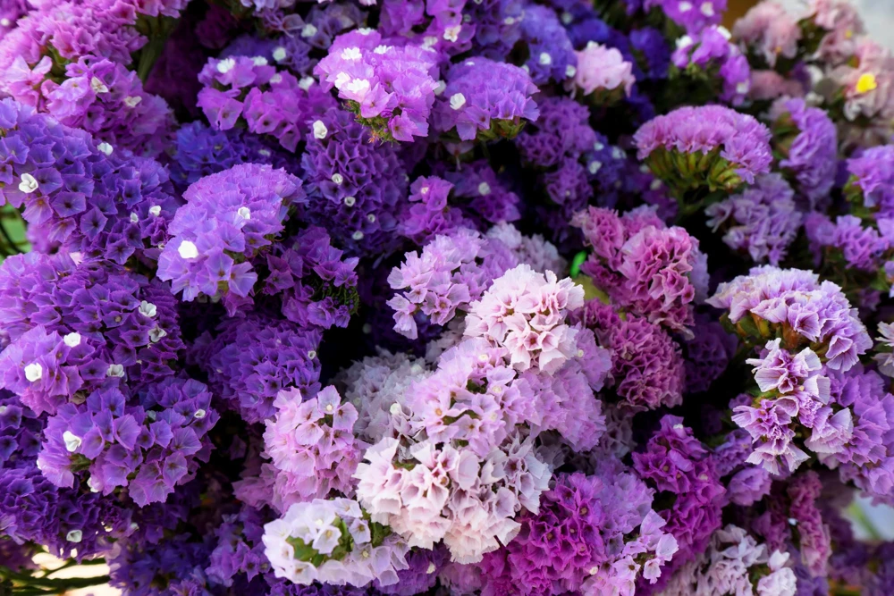 50 Pacific Mix Statice Seeds - Mixed Colors Sea Lavender Limonium Sinuatum - Image 7