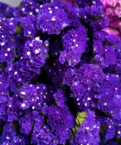 50 Pacific Mix Statice Seeds - Mixed Colors Sea Lavender Limonium Sinuatum - Image 8