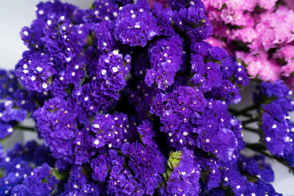 50 Pacific Mix Statice Seeds - Mixed Colors Sea Lavender Limonium Sinuatum - Image 8