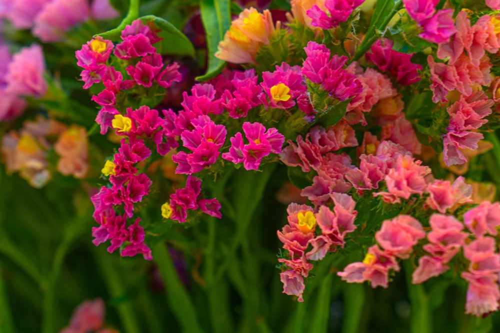 50 Pacific Mix Statice Seeds - Mixed Colors Sea Lavender Limonium Sinuatum - Image 9