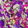 50 Pacific Mix Statice Seeds - Mixed Colors Sea Lavender Limonium Sinuatum - Image 1