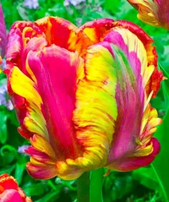 50 Parrot Tulip Flower Seeds – Vibrant Flowering Bulbs - Image 2