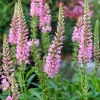 50 Pink Veronica Longifolia Flower Seeds - Spike Speedwell Seeds - Image 1