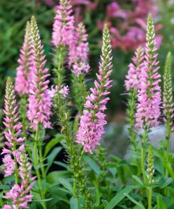 50 Pink Veronica Longifolia Flower Seeds - Spike Speedwell Seeds - Image 1