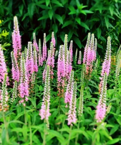 50 Pink Veronica Longifolia Flower Seeds - Spike Speedwell Seeds - Image 2