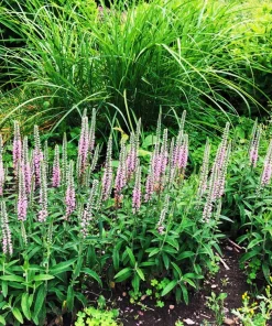 50 Pink Veronica Longifolia Flower Seeds - Spike Speedwell Seeds - Image 3