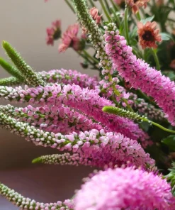 50 Pink Veronica Longifolia Flower Seeds - Spike Speedwell Seeds - Image 4