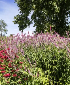 50 Pink Veronica Longifolia Flower Seeds - Spike Speedwell Seeds - Image 5