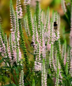 50 Pink Veronica Longifolia Flower Seeds - Spike Speedwell Seeds - Image 6