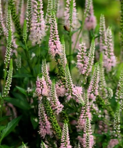 50 Pink Veronica Longifolia Flower Seeds - Spike Speedwell Seeds - Image 7