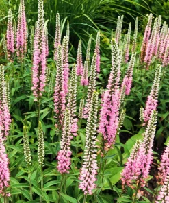 50 Pink Veronica Longifolia Flower Seeds - Spike Speedwell Seeds - Image 8