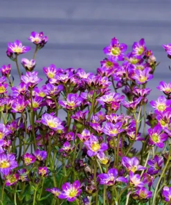 50 Purple Robe Saxifraga Seeds - Saxifraga Arendsii Moss Rockfoil - Image 2