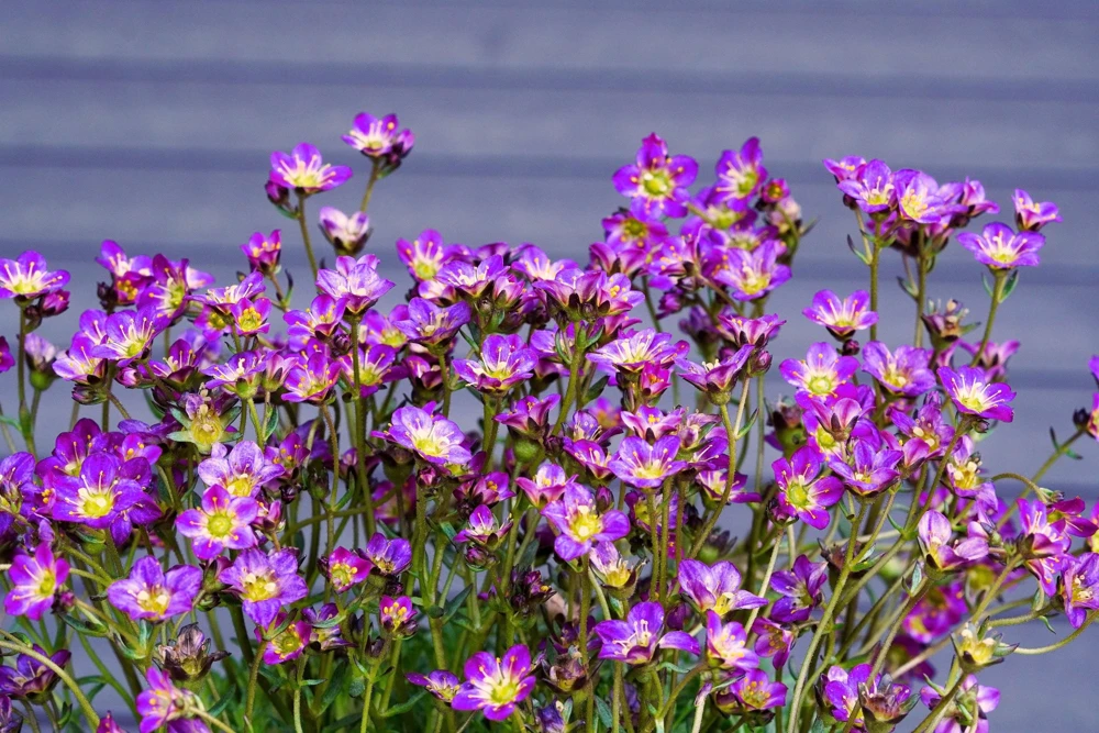 50 Purple Robe Saxifraga Seeds - Saxifraga Arendsii Moss Rockfoil - Image 2