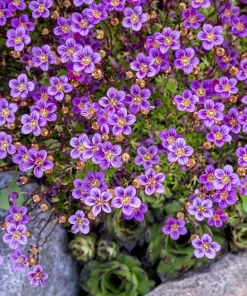 50 Purple Robe Saxifraga Seeds - Saxifraga Arendsii Moss Rockfoil - Image 3