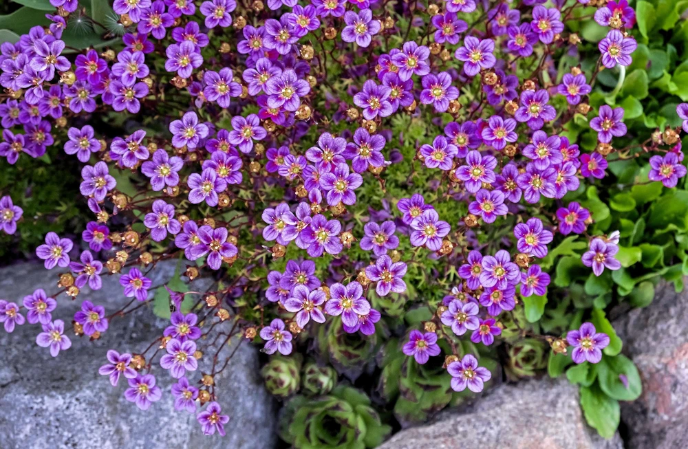 50 Purple Robe Saxifraga Seeds - Saxifraga Arendsii Moss Rockfoil - Image 3