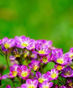 50 Purple Robe Saxifraga Seeds - Saxifraga Arendsii Moss Rockfoil - Image 4