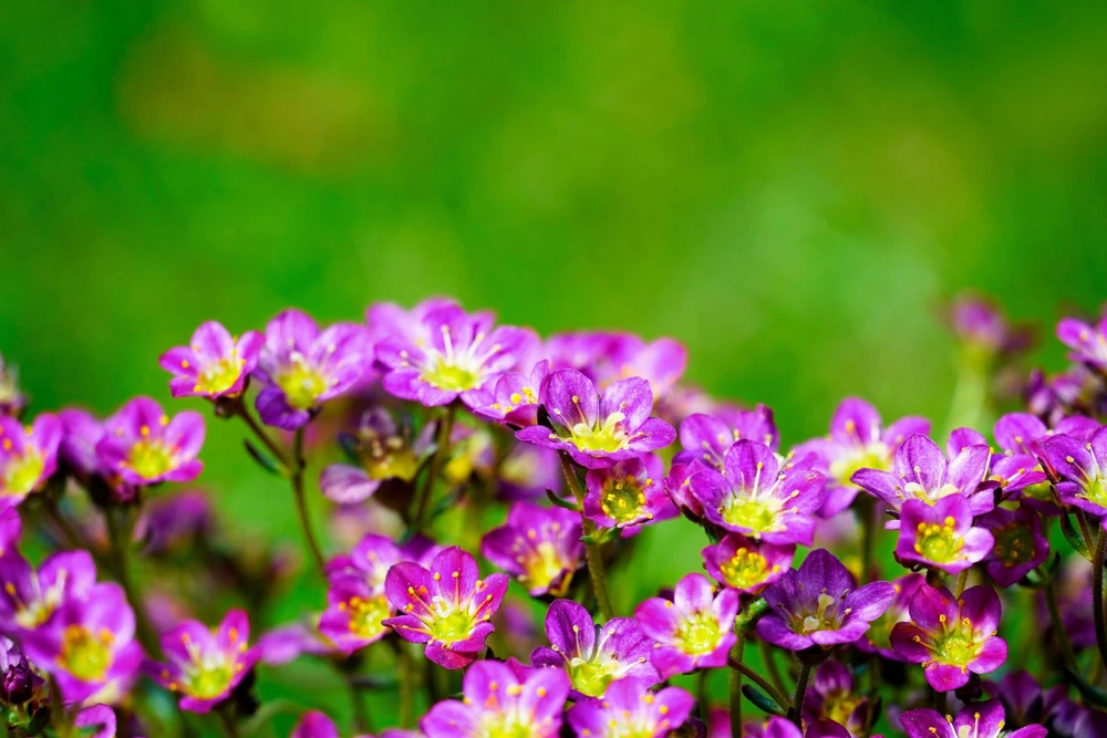 50 Purple Robe Saxifraga Seeds - Saxifraga Arendsii Moss Rockfoil - Image 4