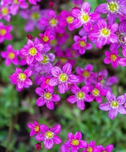 50 Purple Robe Saxifraga Seeds - Saxifraga Arendsii Moss Rockfoil - Image 5