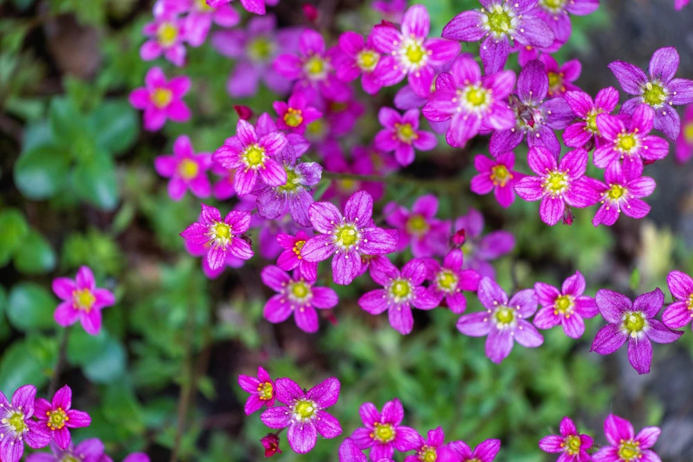 50 Purple Robe Saxifraga Seeds - Saxifraga Arendsii Moss Rockfoil - Image 5