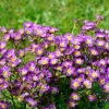 50 Purple Robe Saxifraga Seeds - Saxifraga Arendsii Moss Rockfoil - Image 1