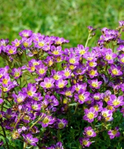 50 Purple Robe Saxifraga Seeds - Saxifraga Arendsii Moss Rockfoil - Image 1