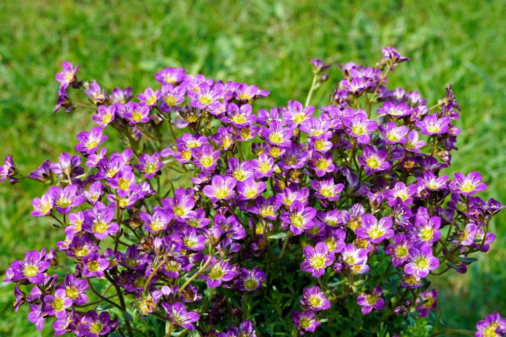 50 Purple Robe Saxifraga Seeds - Saxifraga Arendsii Moss Rockfoil - Image 1