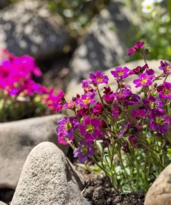50 Purple Robe Saxifraga Seeds - Saxifraga Arendsii Moss Rockfoil - Image 6