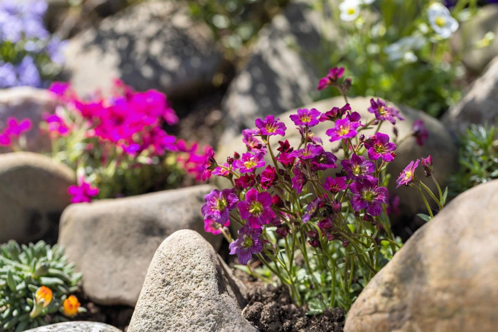 50 Purple Robe Saxifraga Seeds - Saxifraga Arendsii Moss Rockfoil - Image 6