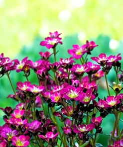 50 Purple Robe Saxifraga Seeds - Saxifraga Arendsii Moss Rockfoil - Image 7