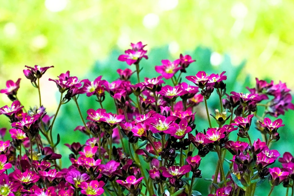 50 Purple Robe Saxifraga Seeds - Saxifraga Arendsii Moss Rockfoil - Image 7