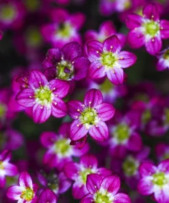 50 Purple Robe Saxifraga Seeds - Saxifraga Arendsii Moss Rockfoil - Image 8