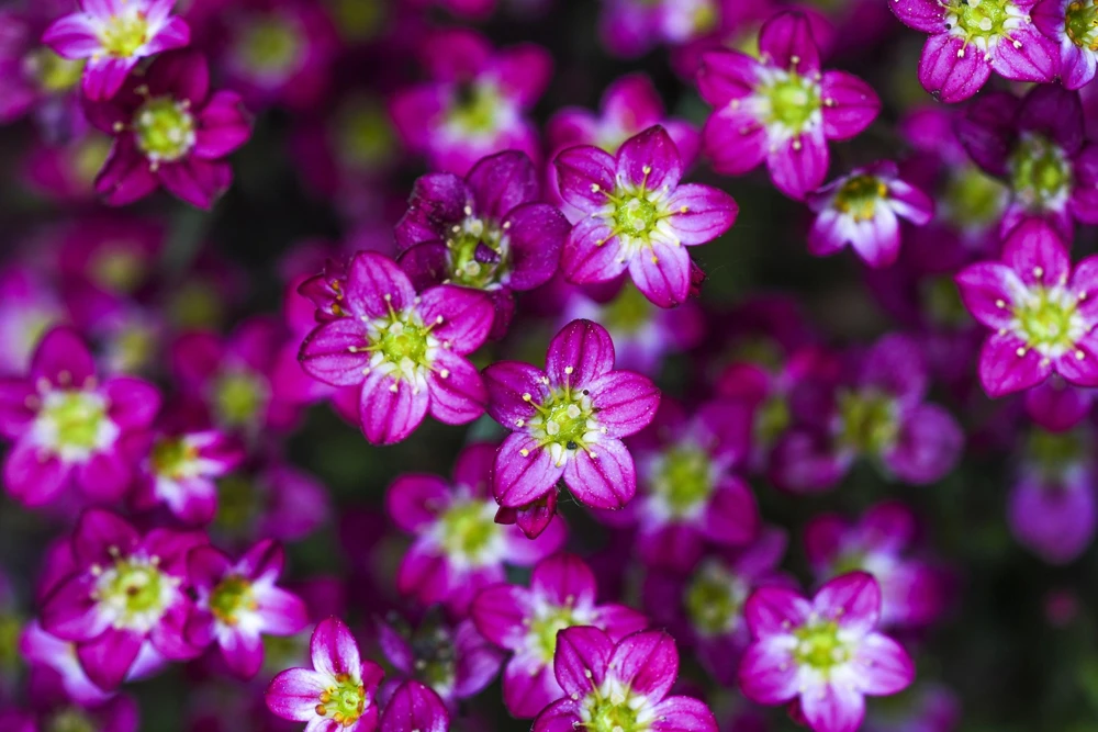 50 Purple Robe Saxifraga Seeds - Saxifraga Arendsii Moss Rockfoil - Image 8