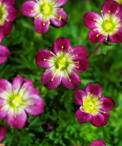 50 Purple Robe Saxifraga Seeds - Saxifraga Arendsii Moss Rockfoil - Image 9