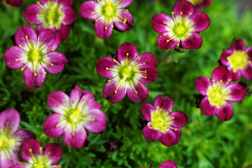 50 Purple Robe Saxifraga Seeds - Saxifraga Arendsii Moss Rockfoil - Image 9