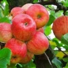 50 Red Delicious Apple Tree Seeds - Fruit Tree Seeds for Planting - Image 1