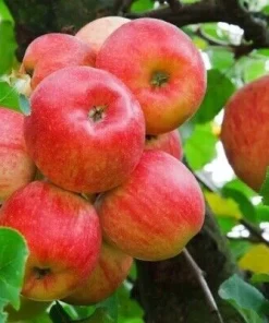 50 Red Delicious Apple Tree Seeds - Fruit Tree Seeds - Edible - Image 1