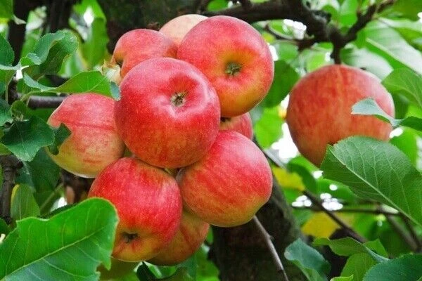 50 Red Delicious Apple Tree Seeds - Fruit Tree Seeds - Edible - Image 1