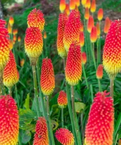 50 Red Hot Poker Flaming Torch Lily Seeds - Beautiful Flower Plant - Image 2