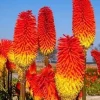 50 Red Hot Poker Flaming Torch Lily Seeds - Beautiful Flowering Plant - Image 1